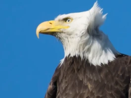 Alaska Permanent Fund: Amount, Dividends, and Stimulus Payments – What We Know