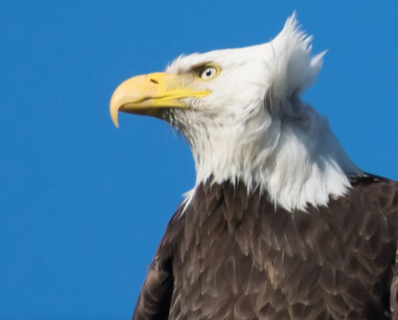 Alaska Permanent Fund: Amount, Dividends, and Stimulus Payments – What We Know